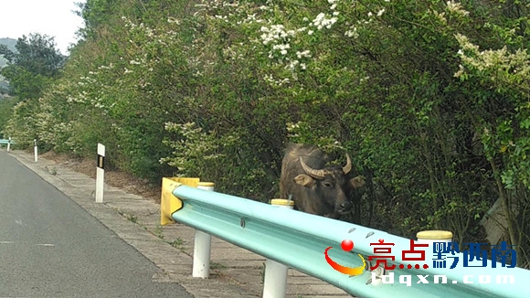 將水牛趕出高速.JPG